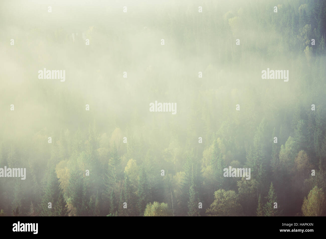 thick fog covered with thick coniferous forest. forest with a bird's ...