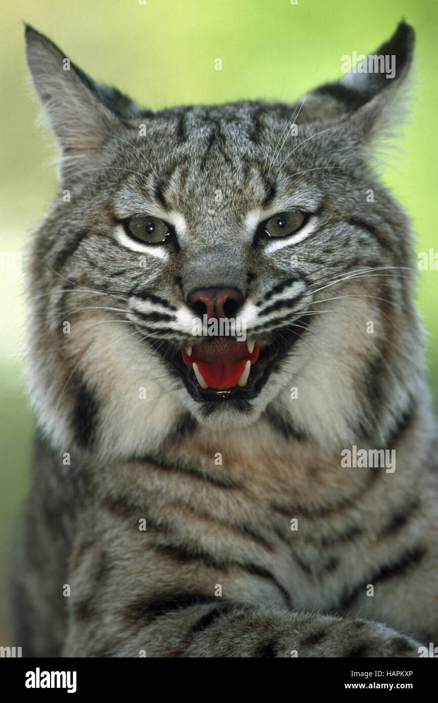 Rotluchs, Bobcat (Lynx rufus) Stock Photo