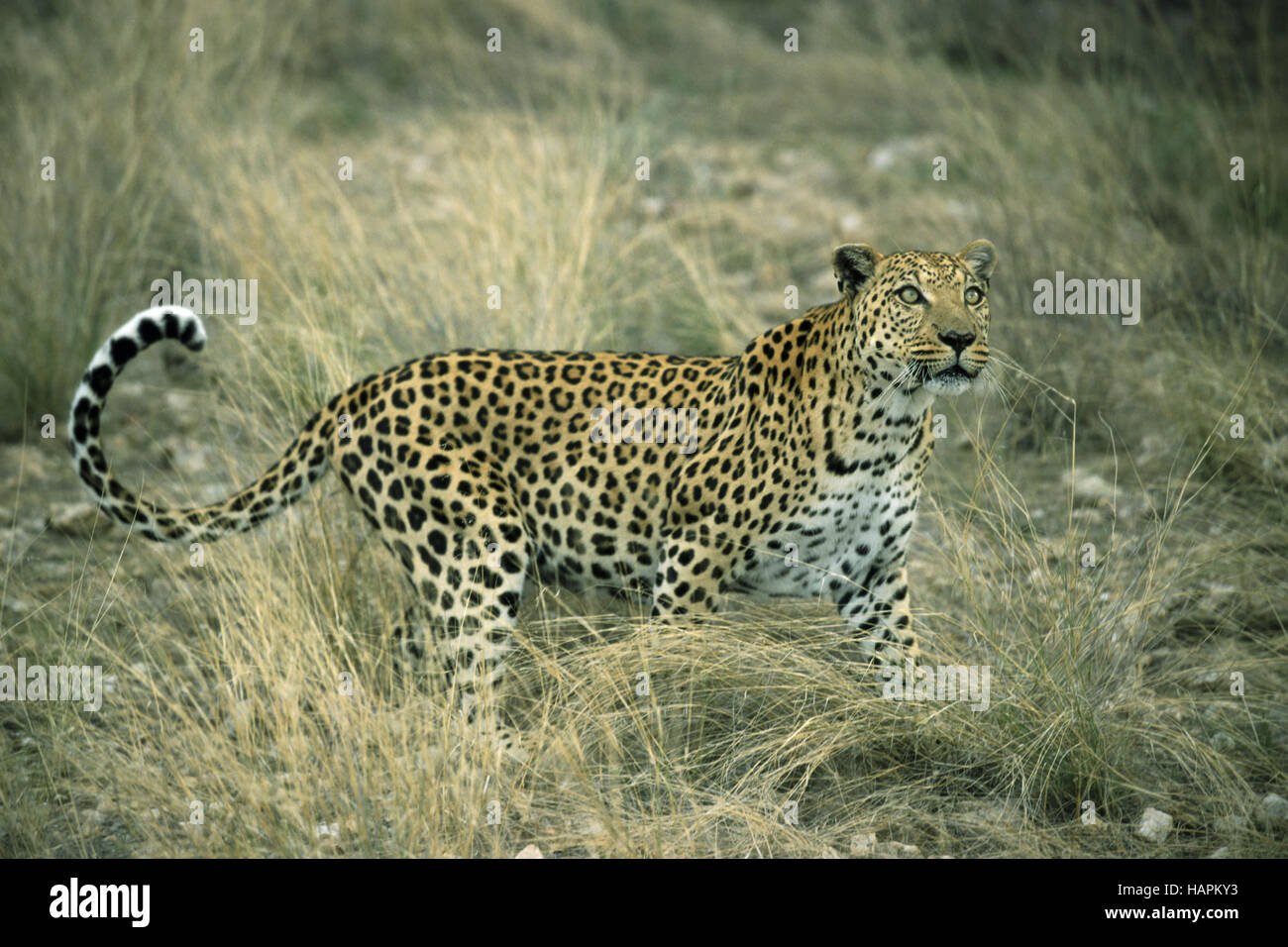 Leopard, (Panthera pardus) Stock Photo
