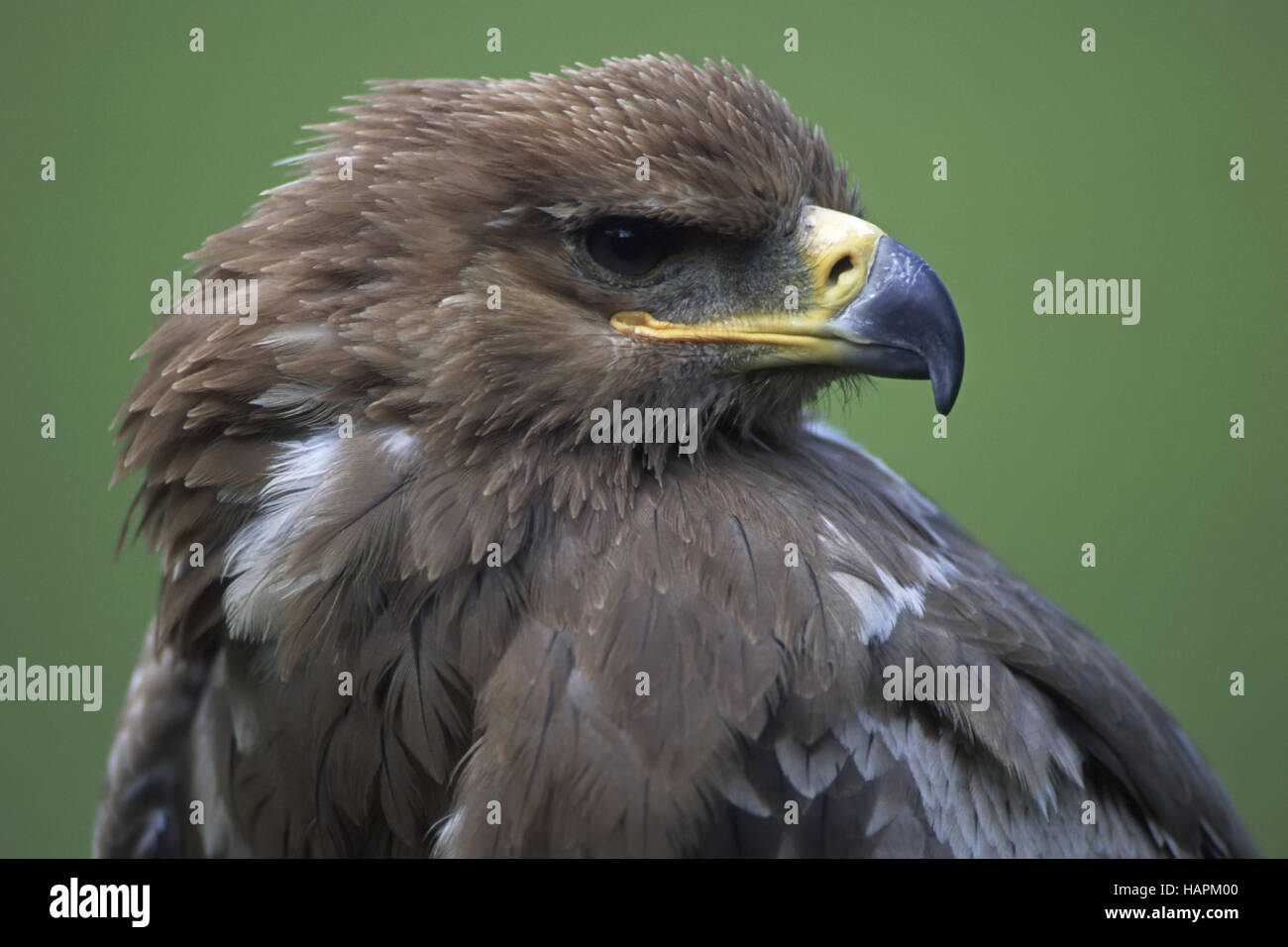 Steppenadler, Steppe Eagle (Aquila nipalensis) Stock Photo