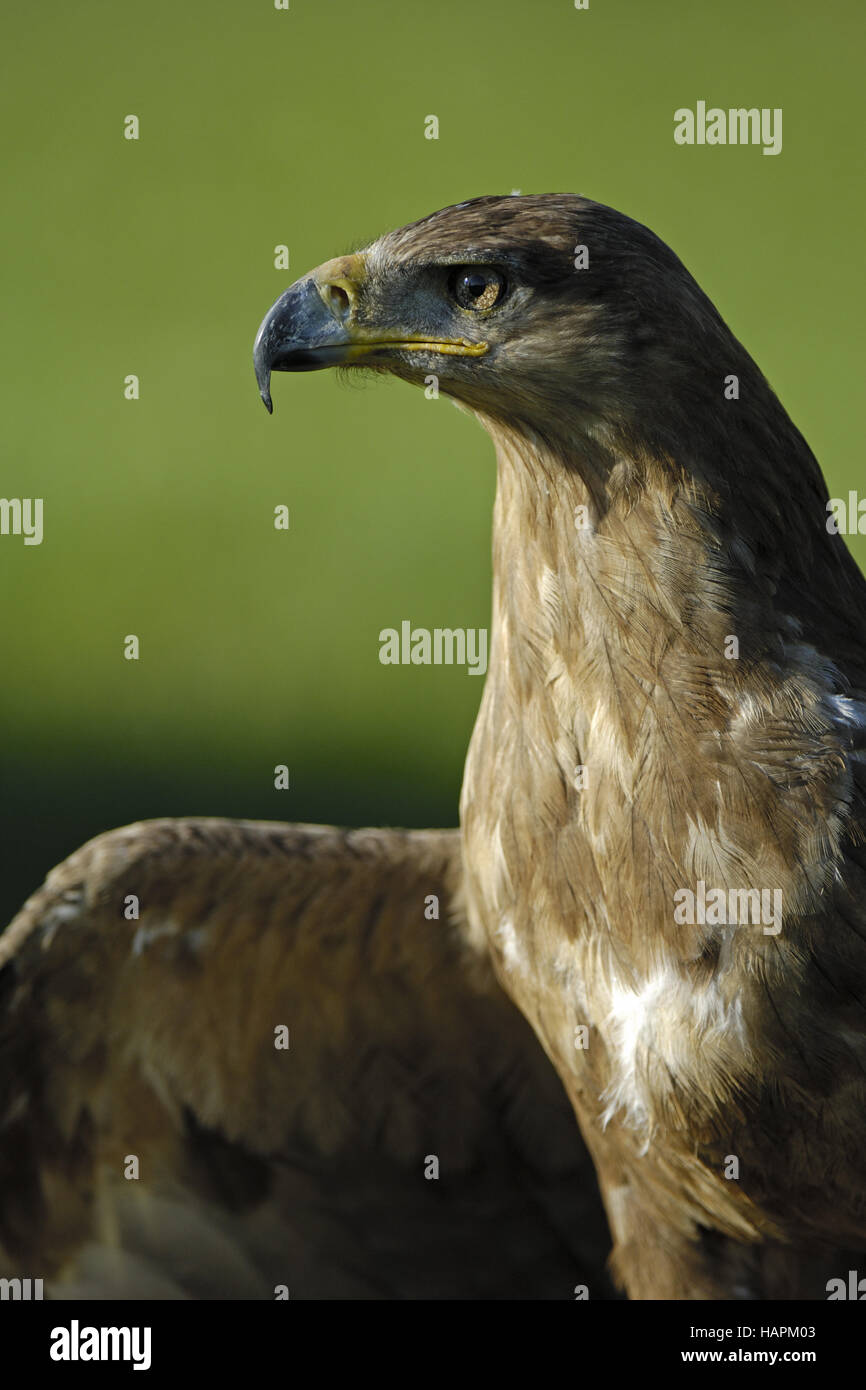 Steppenadler, Steppe Eagle (Aquila nipalensis) Stock Photo
