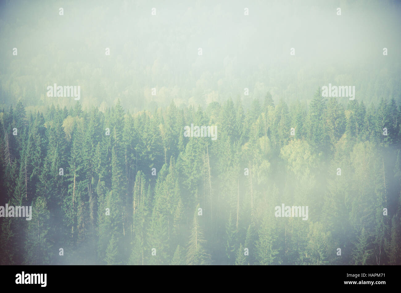 thick fog covered with thick coniferous forest. forest with a bird's ...