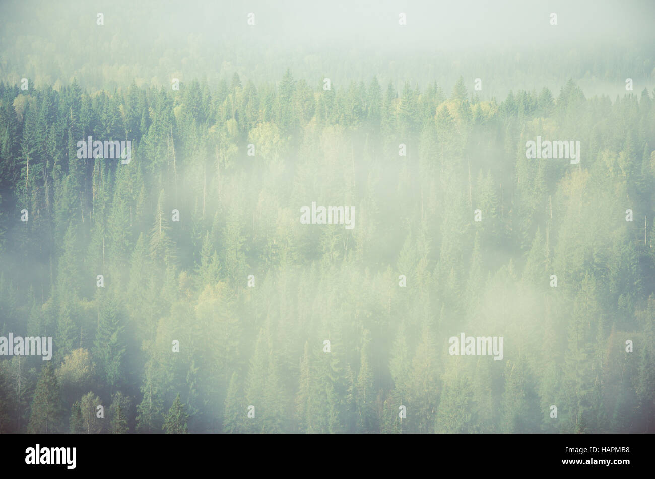 thick fog covered with thick coniferous forest. forest with a bird's ...