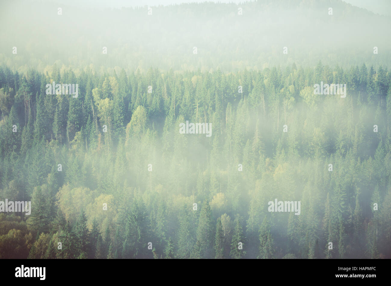 thick fog covered with thick coniferous forest. forest with a bird's ...