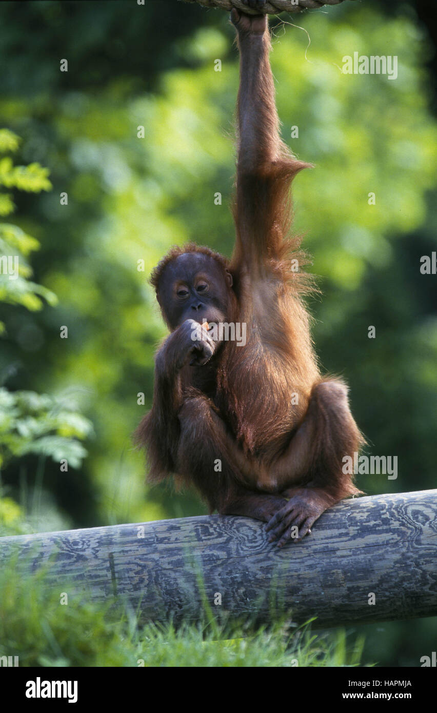 Sumatran Orang-utan Stock Photo