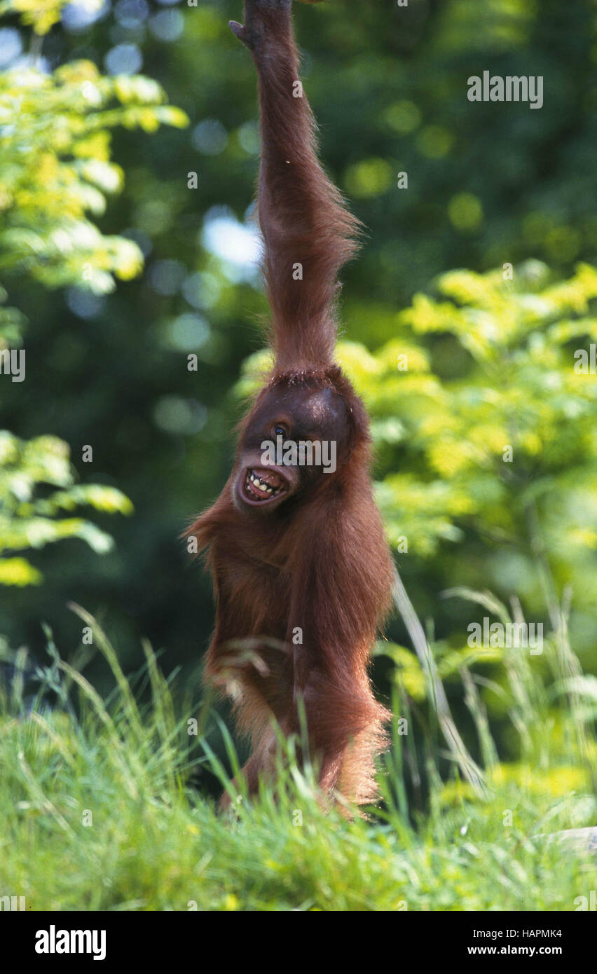Sumatran Orang-utan Stock Photo