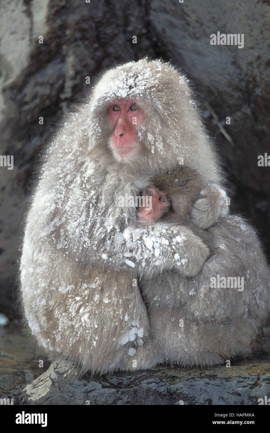 japanese macaque Stock Photo