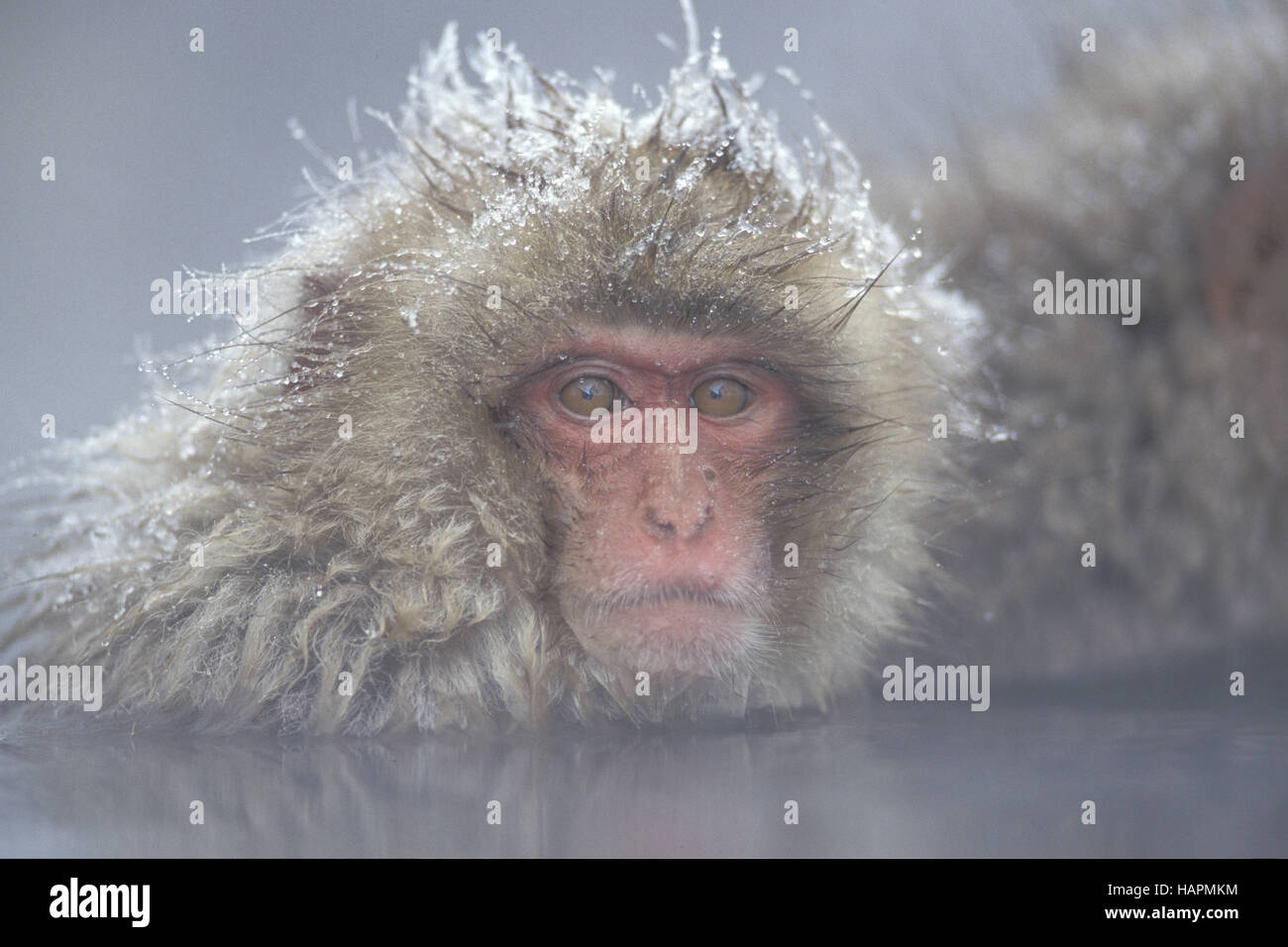 japanese macaque Stock Photo