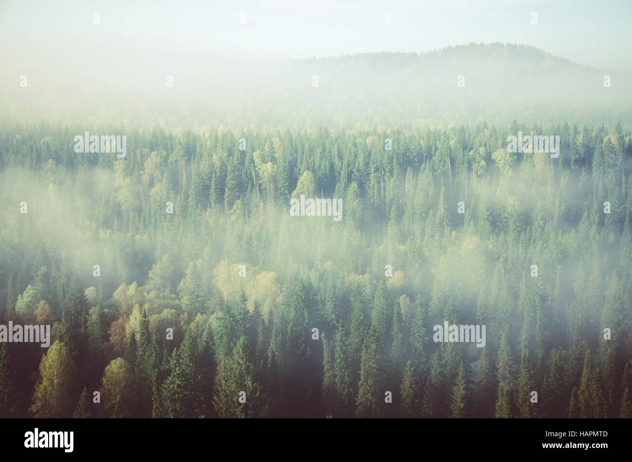 thick fog covered with thick coniferous forest. forest with a bird's ...