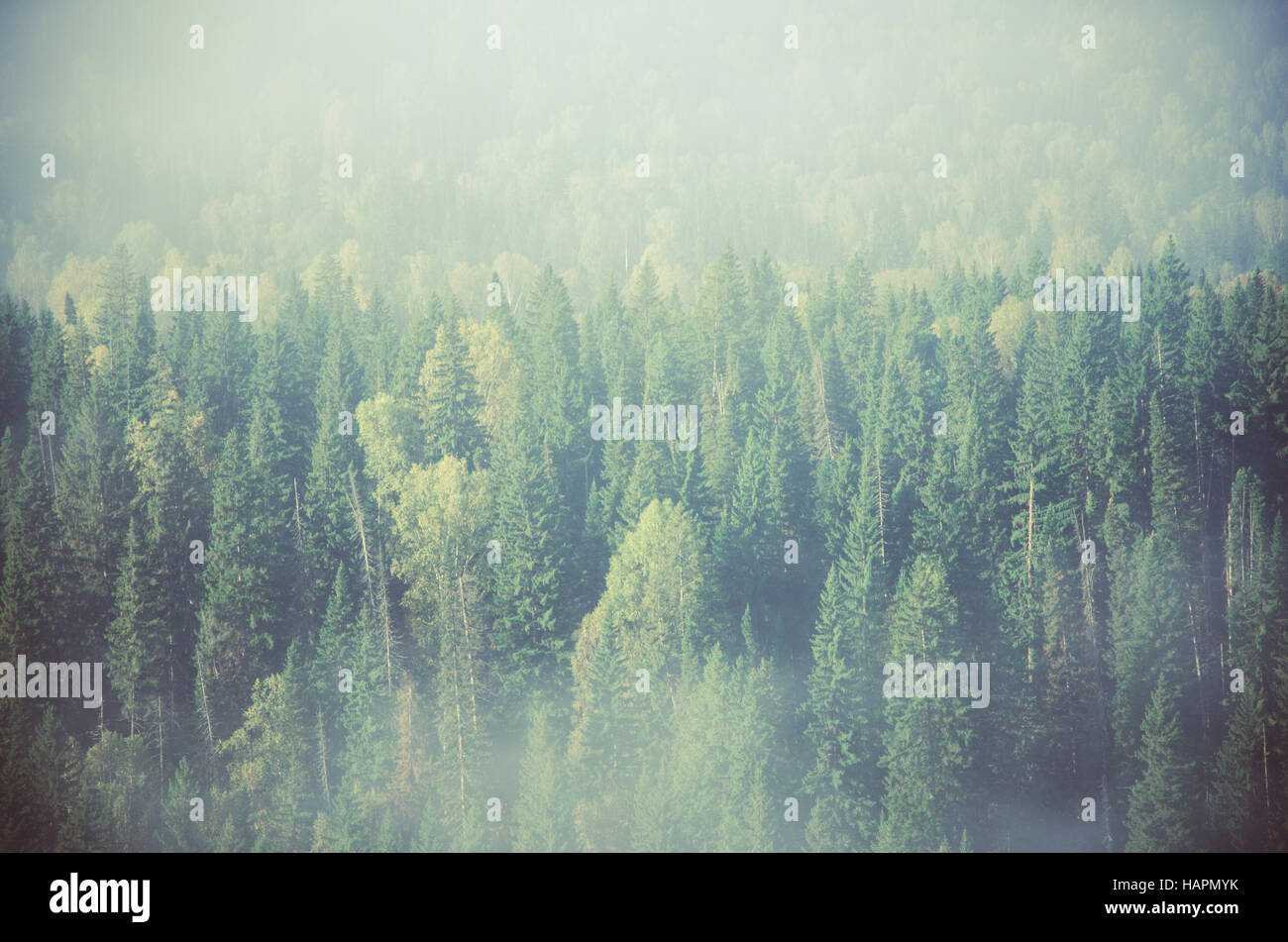 thick fog covered with thick coniferous forest. forest with a bird's ...