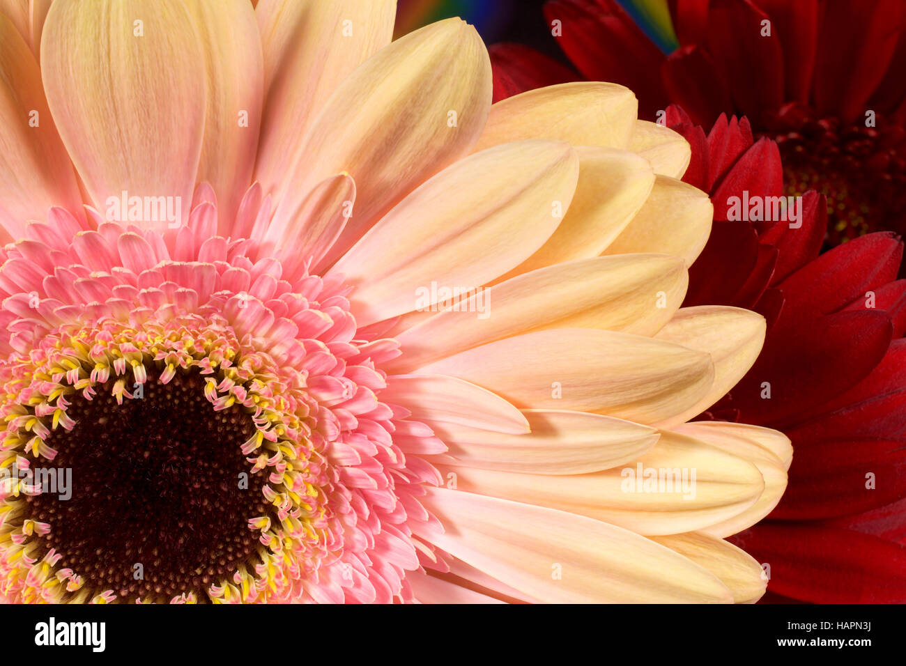 Gerbera Flower Petals Closeup Horizontal Photograph Stock Photo