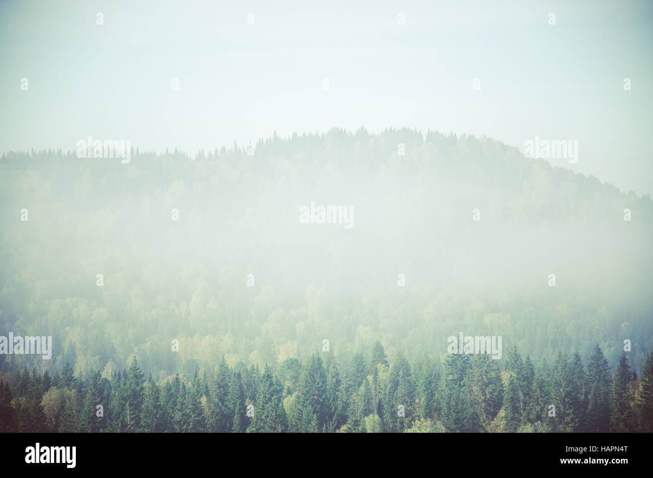 thick fog covered with thick coniferous forest. forest with a bird's ...