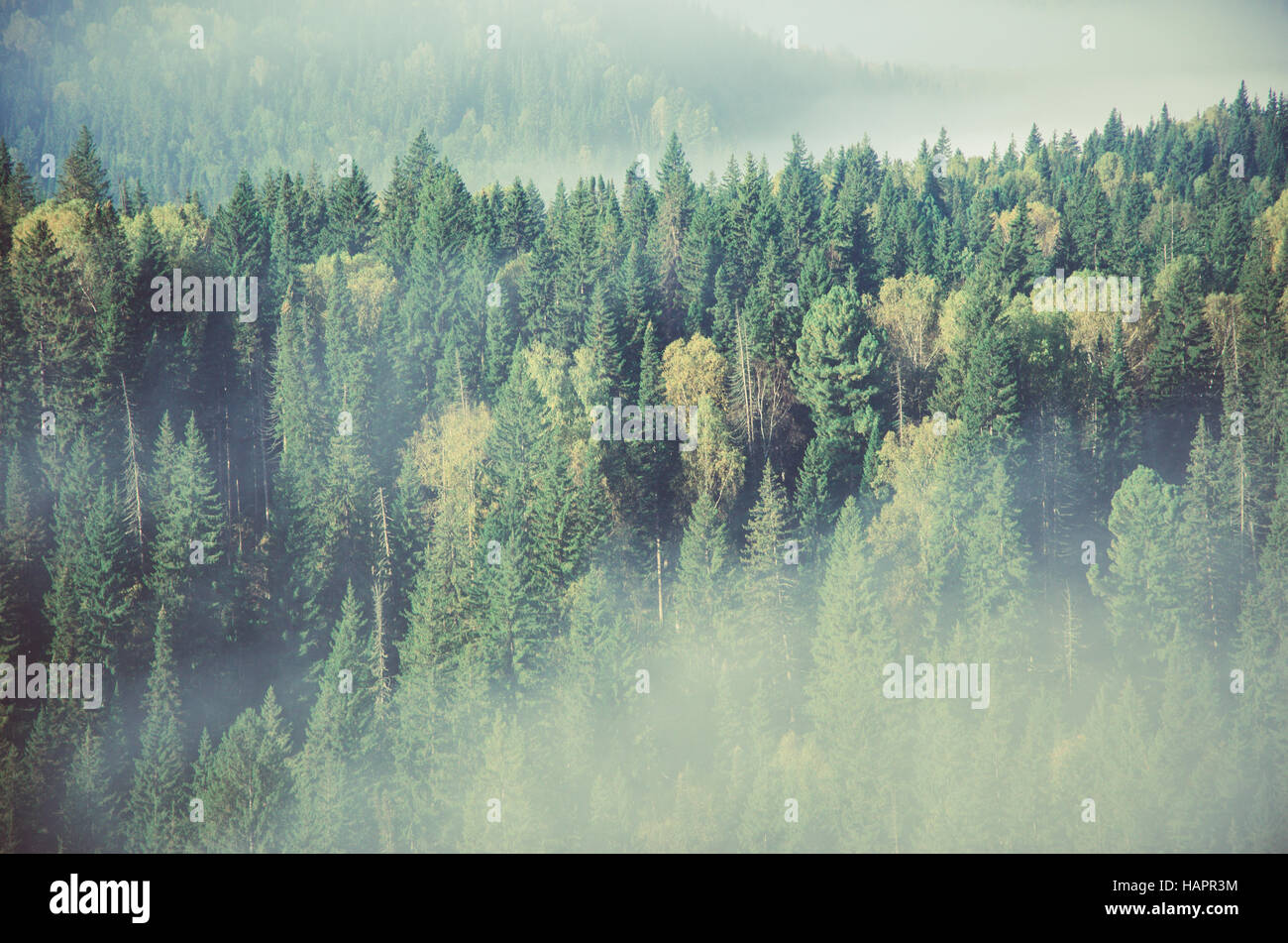 thick fog covered with thick coniferous forest. forest with a bird's ...