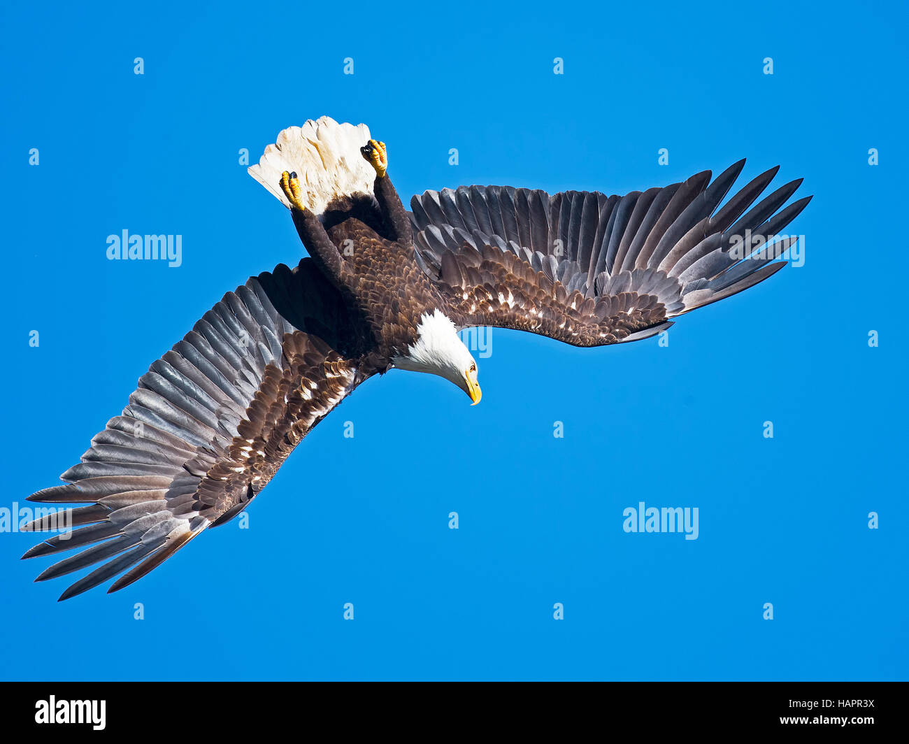 Bald Eagle Diving Stock Photo Alamy