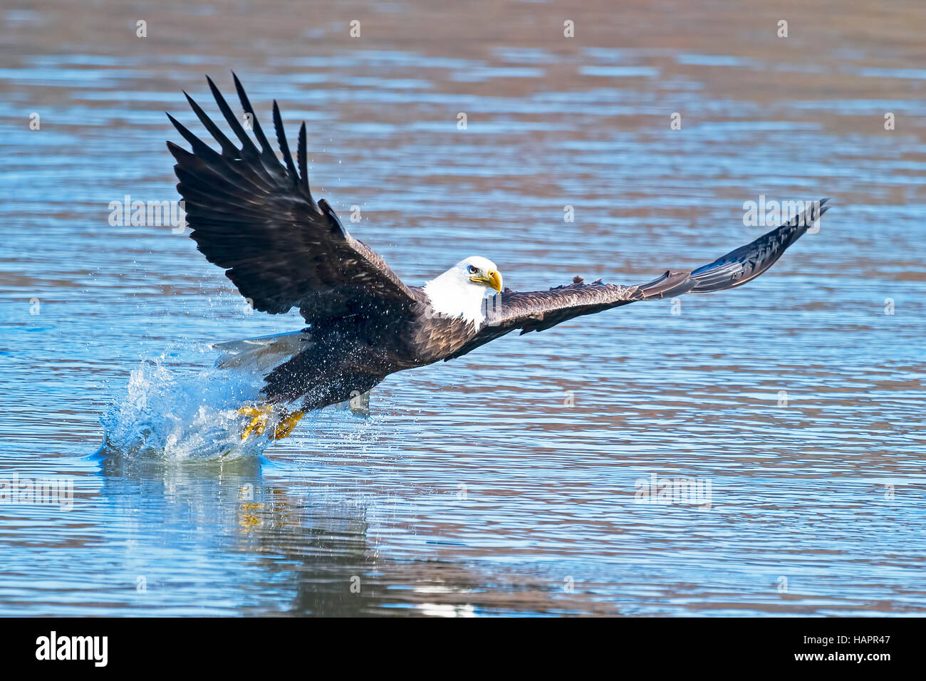 Bald Eagle Fish Grab Stock Photo Alamy