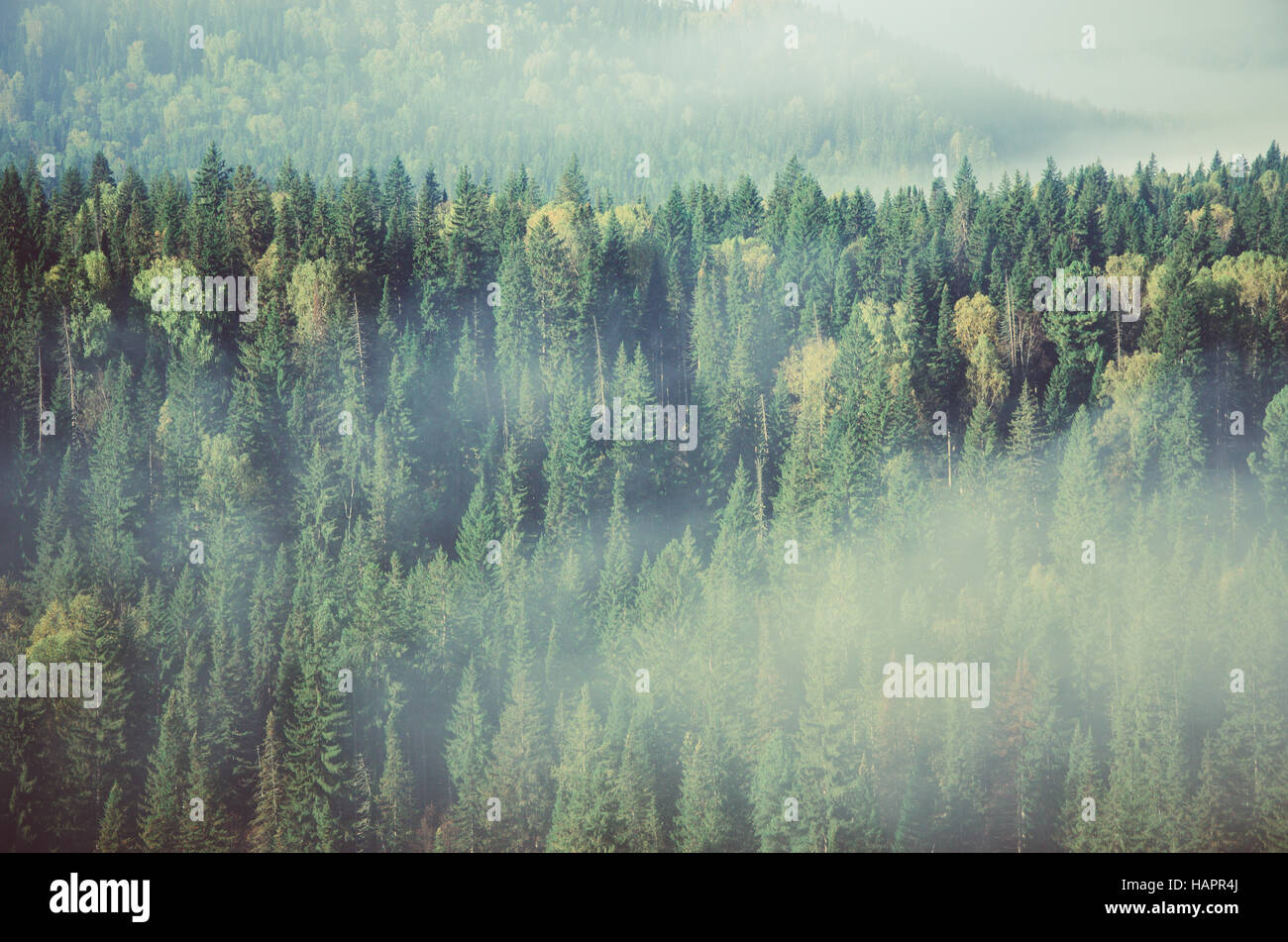 thick fog covered with thick coniferous forest. forest with a bird's ...