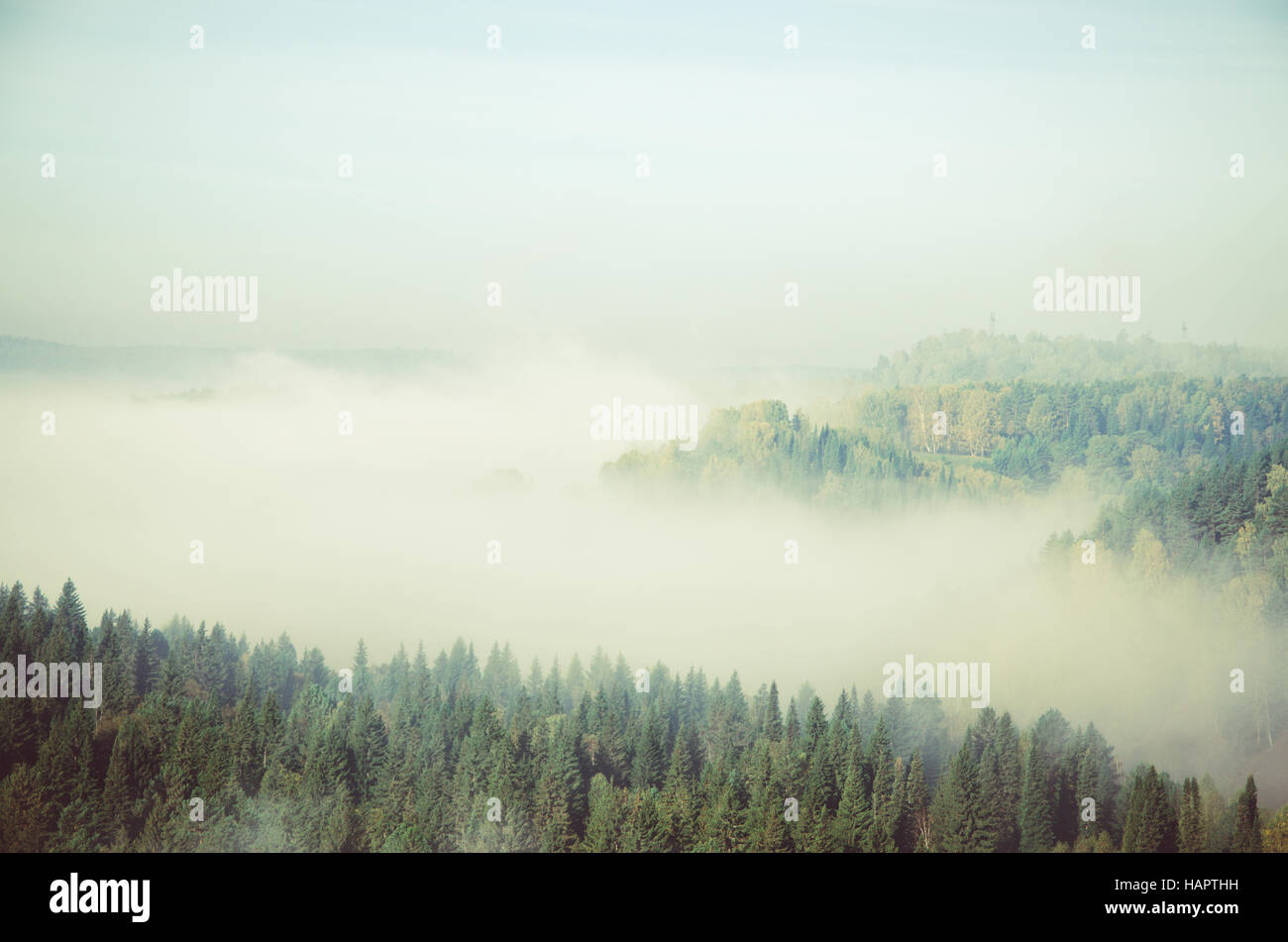 thick fog covered with thick coniferous forest. forest with a bird's ...