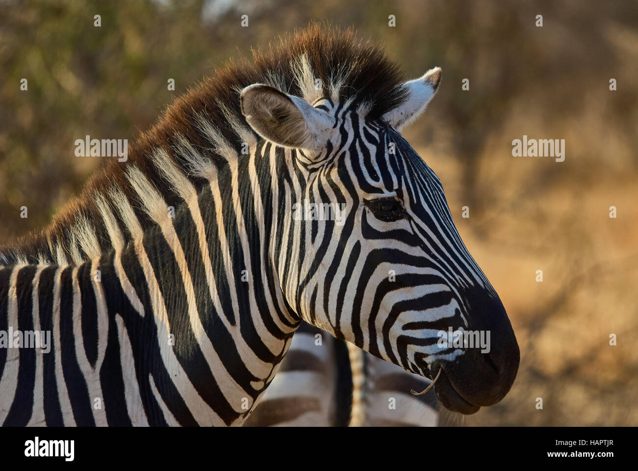 Zebra chewing on a straw (portrait) Stock Photo