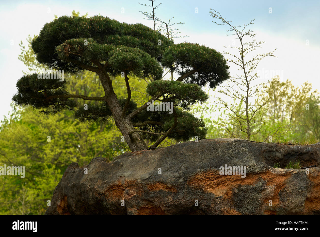 Bonsai pine tree on a natural rock Stock Photo