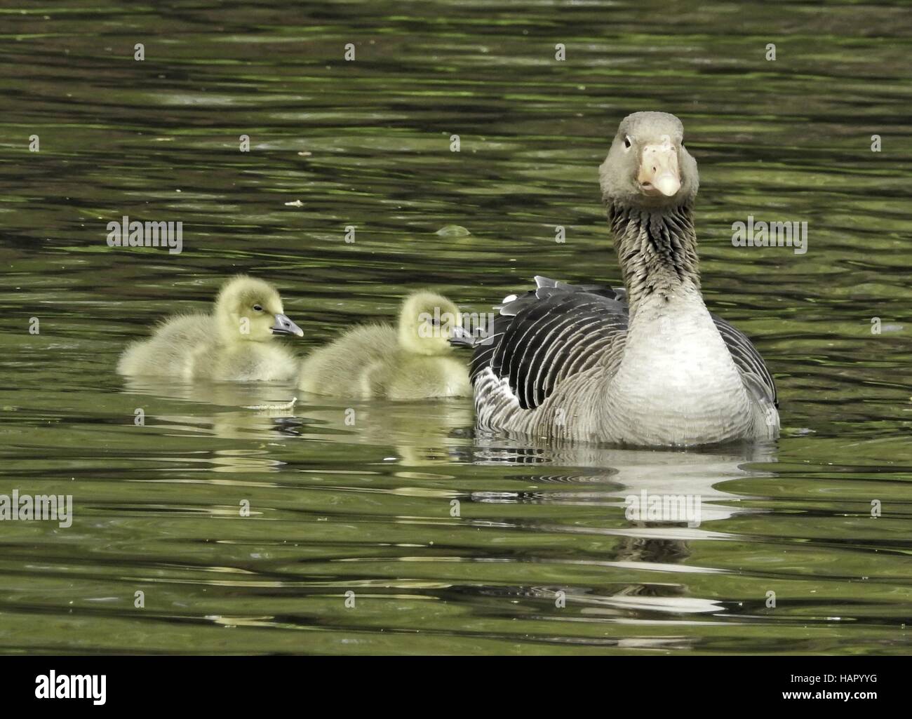 Greylag Goose with chicks, april 2016 | usage worldwide Stock Photo - Alamy