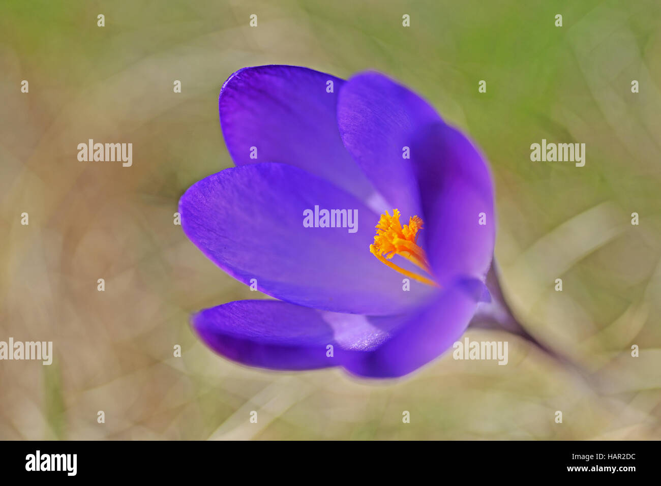 Crocus Stock Photo