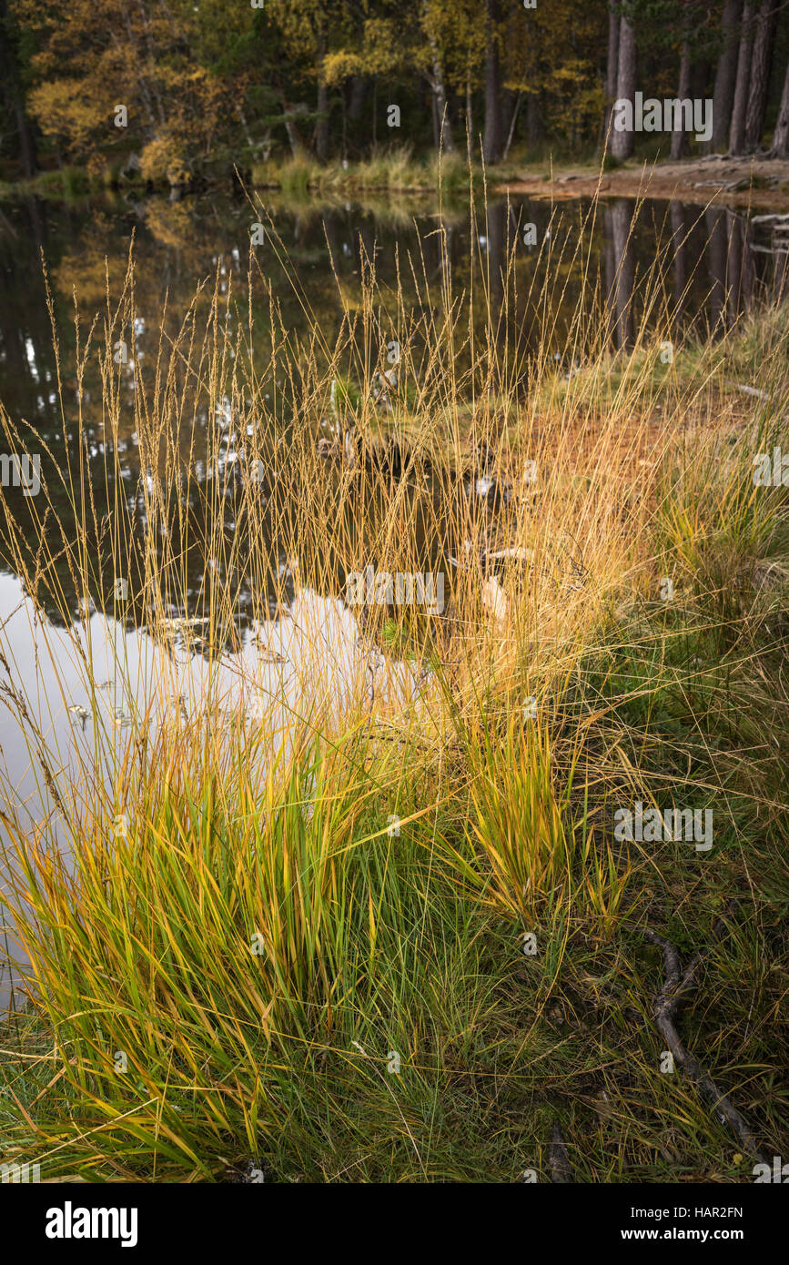 Autumn Grass at Loch Garten in Scotland. Stock Photo