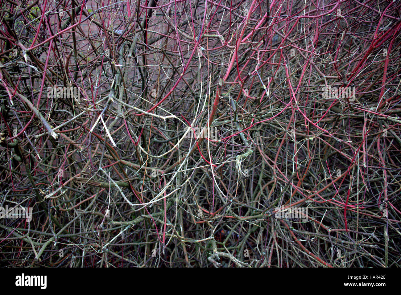 twigs branches trees leafs patterns background Stock Photo