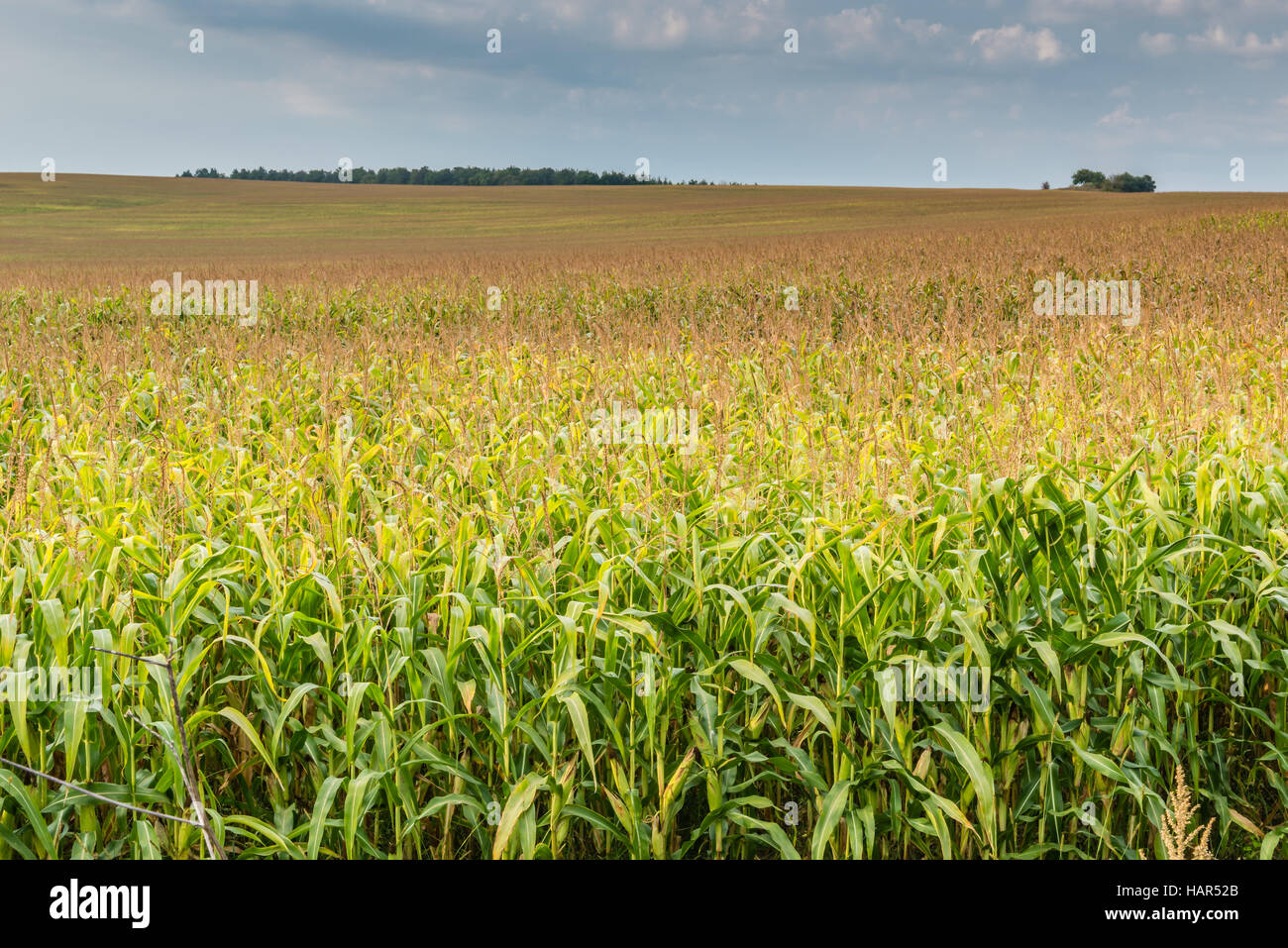 View of corn field. Stock Photo