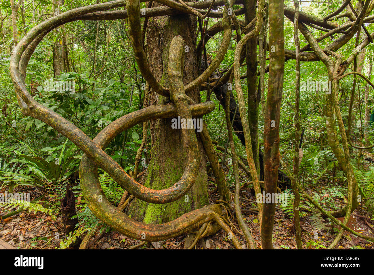 Tangled lianas in the tropical forest Stock Photo