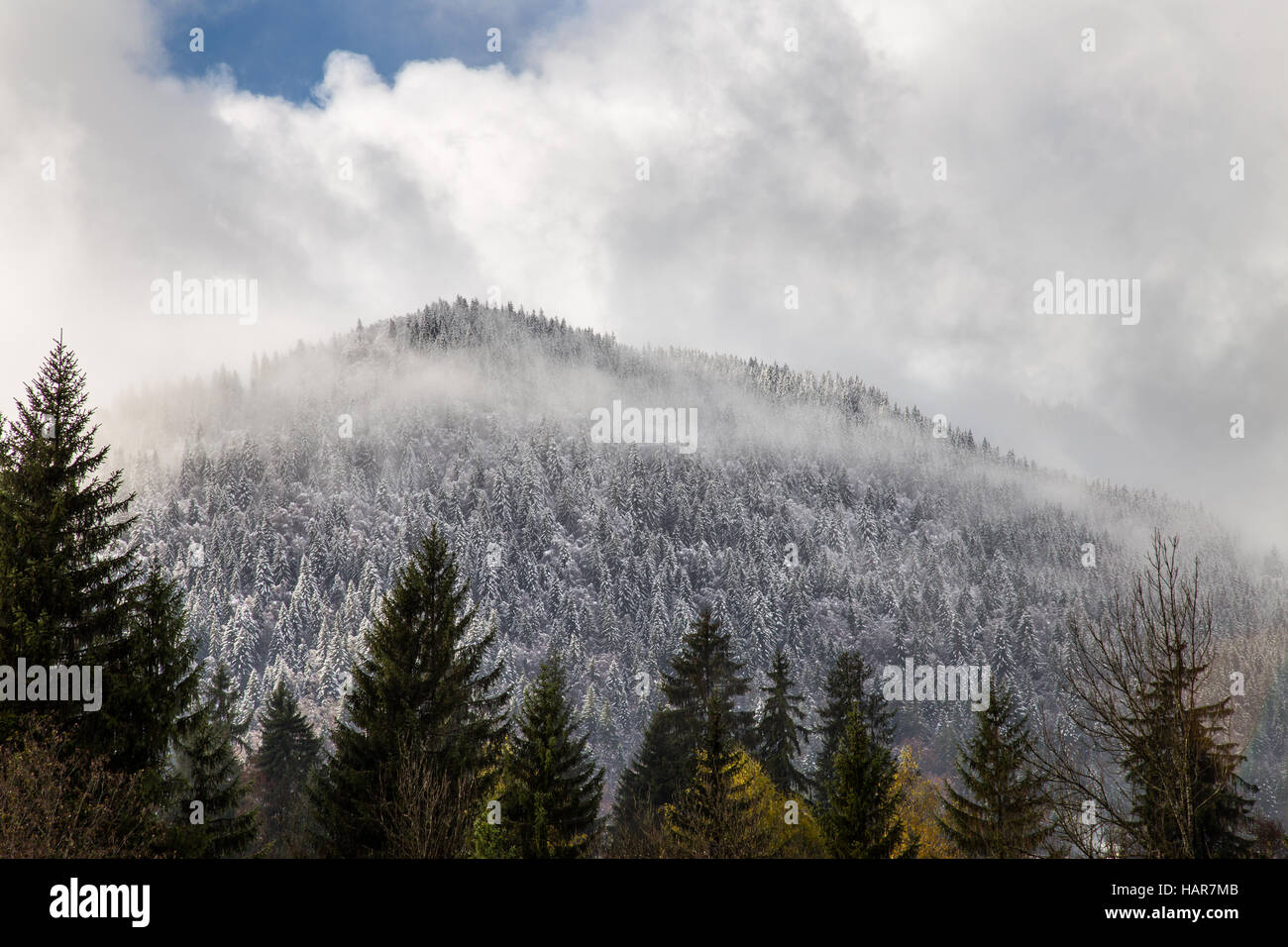 Snow caped trees hi-res stock photography and images - Alamy