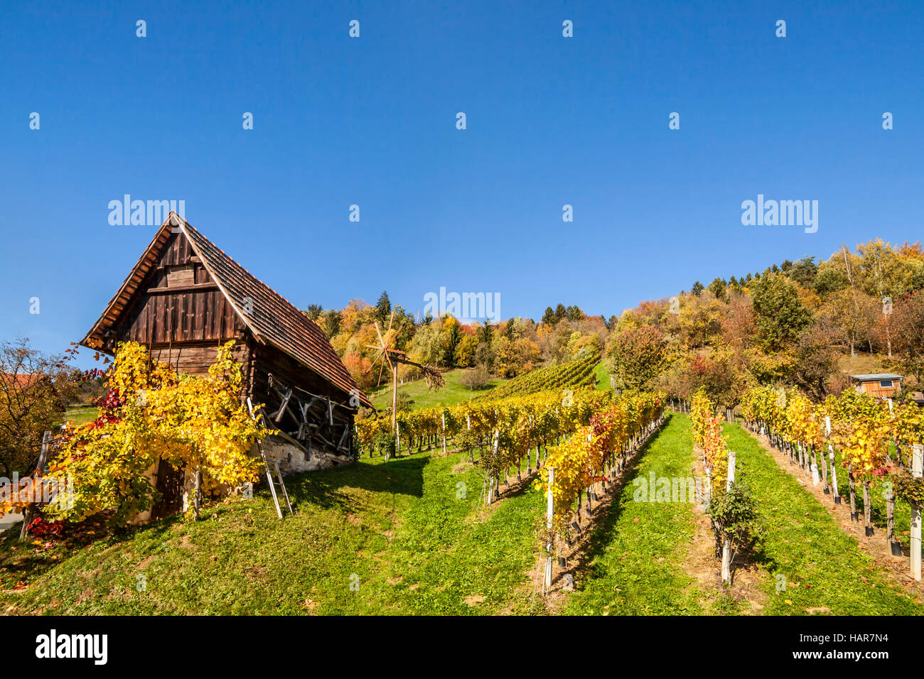 Vineyard on Schilcher wine route with traditional old hut and Klapotetz windmill in western Styria, Austria Stock Photo