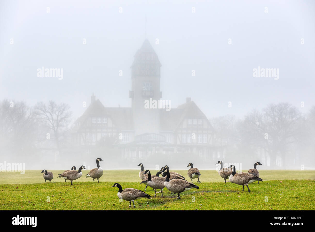 Canada Geese on a foggy morning, Assiniboine Park, Winnipeg, Manitoba, Canada. Stock Photo