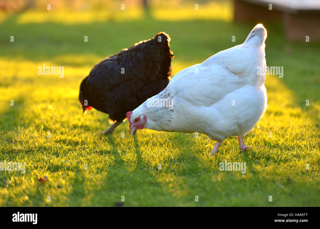 Keeping chickens hires stock photography and images Alamy