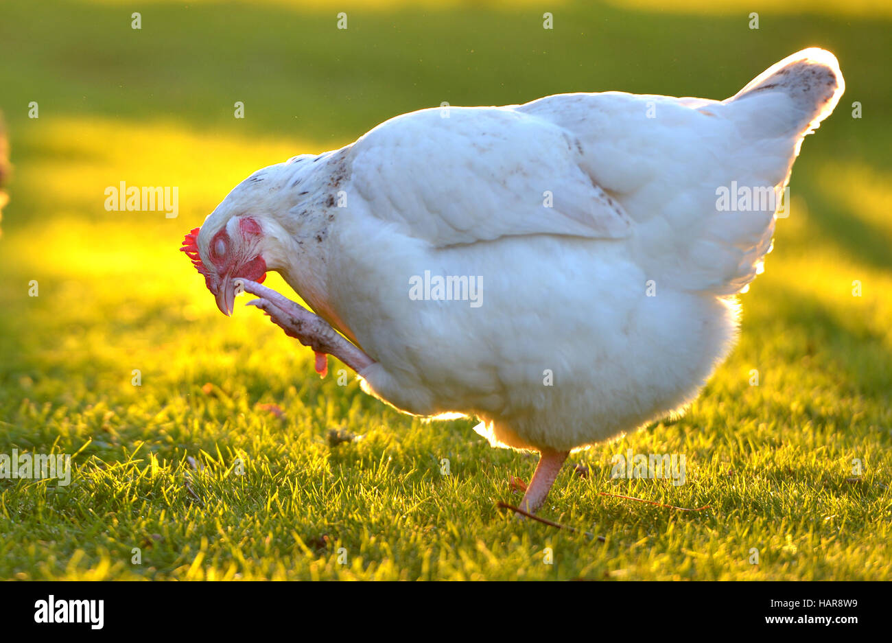 Golden Eggs High Resolution Stock Photography And Images Alamy Golden Eggs High Resolution Stock Photography And Images Alamy