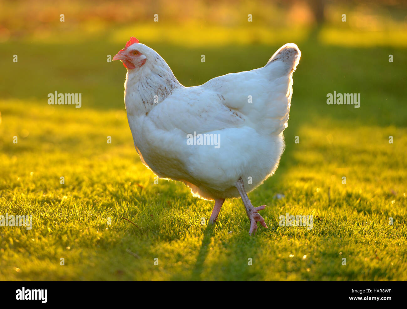 Chickens hires stock photography and images Alamy