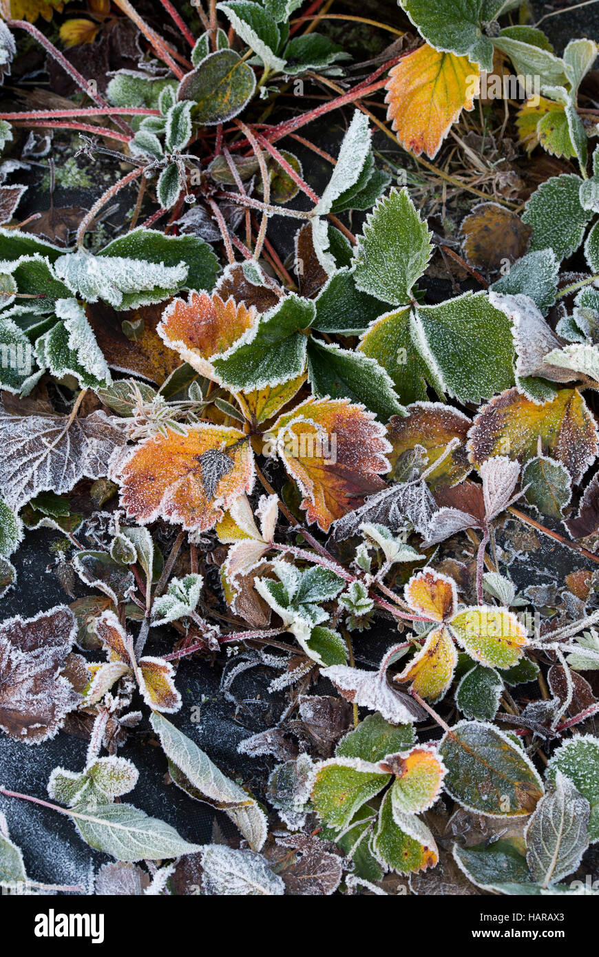 Frost on Strawberry plants late autumn Stock Photo Alamy
