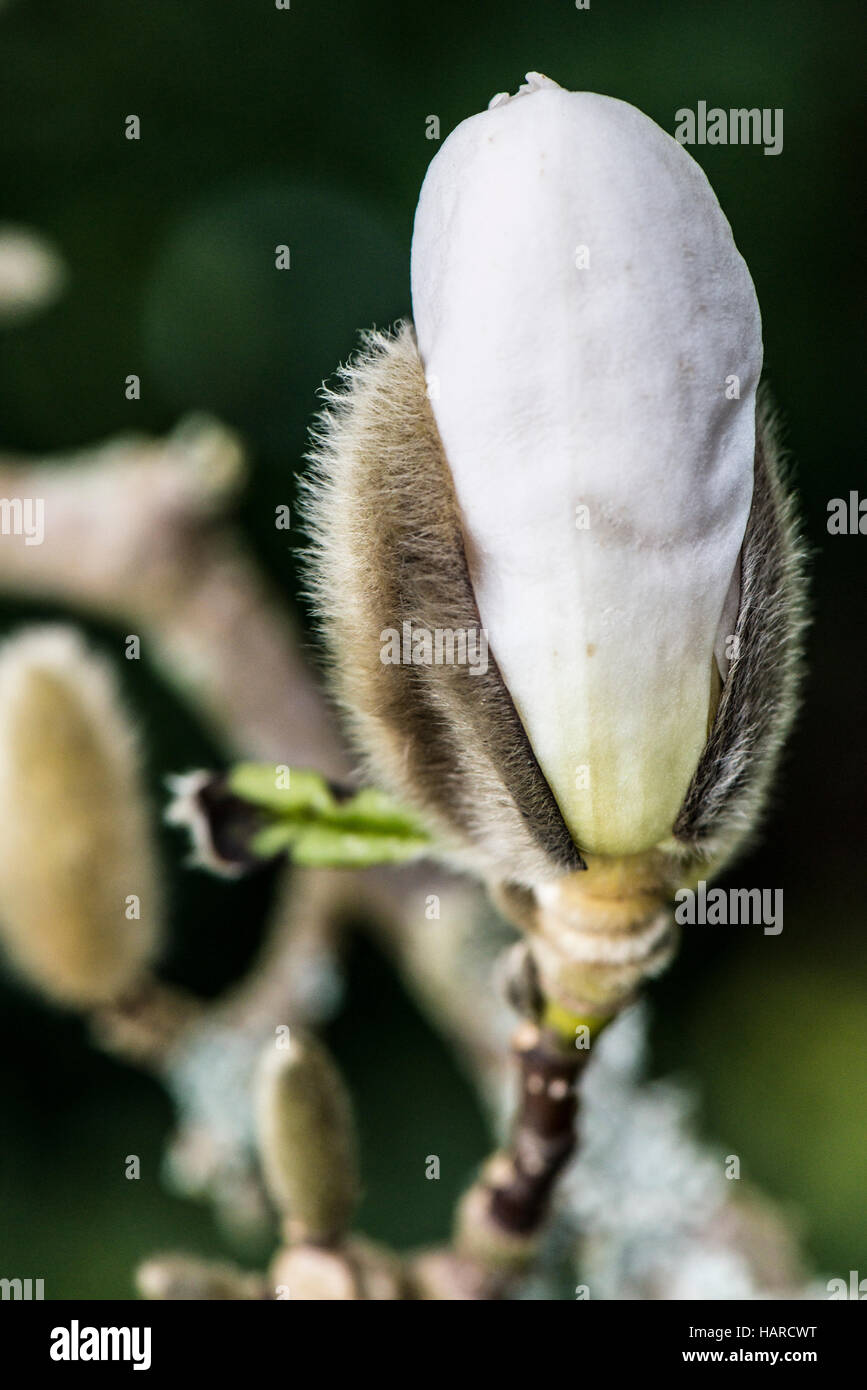 Close up budding magnolia tree hi-res stock photography and images - Alamy