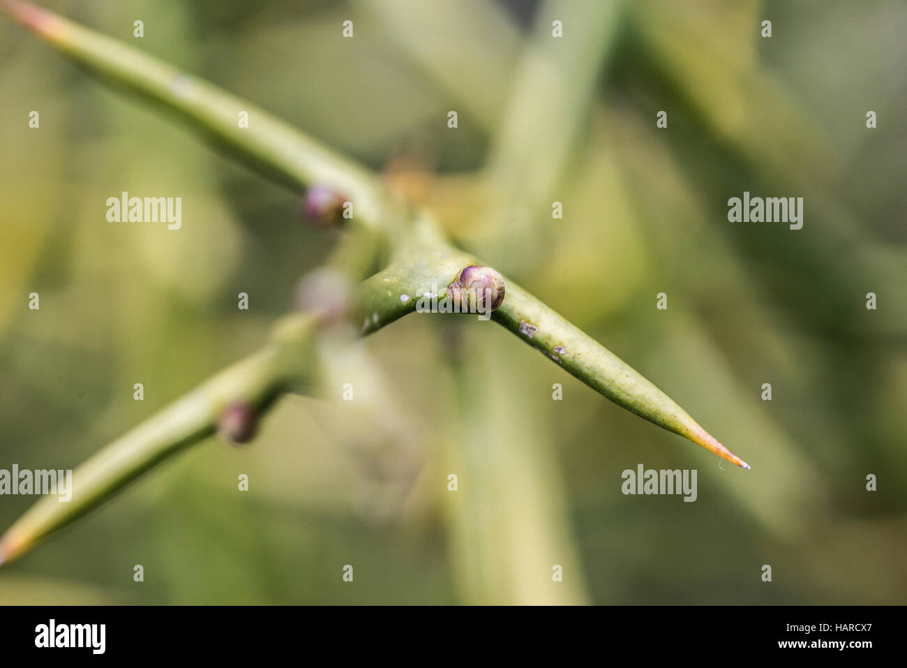 A close up of the thorns of a Japanese bitter orange plant (Citrus