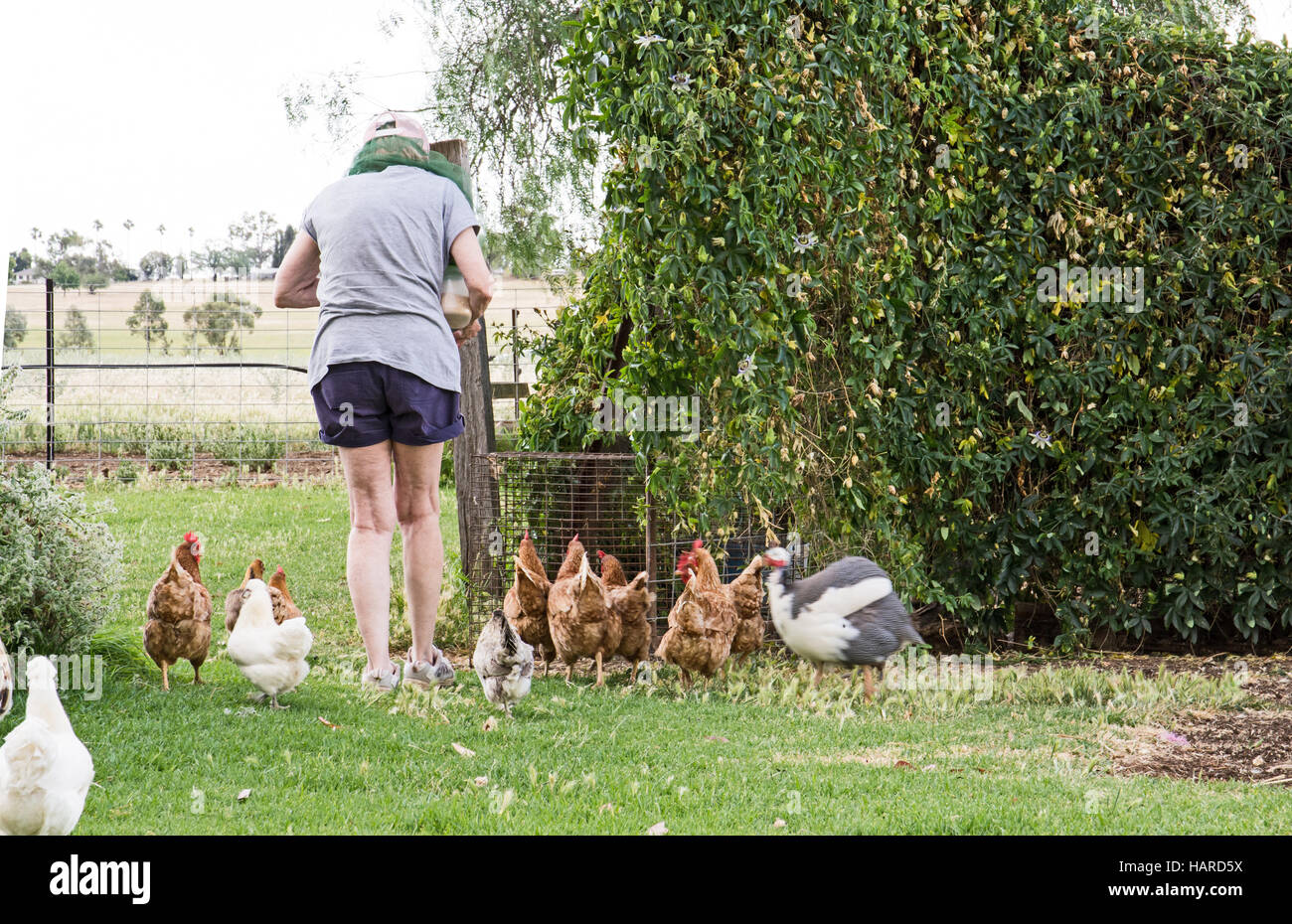 Chicken chickens poultry hires stock photography and images Alamy