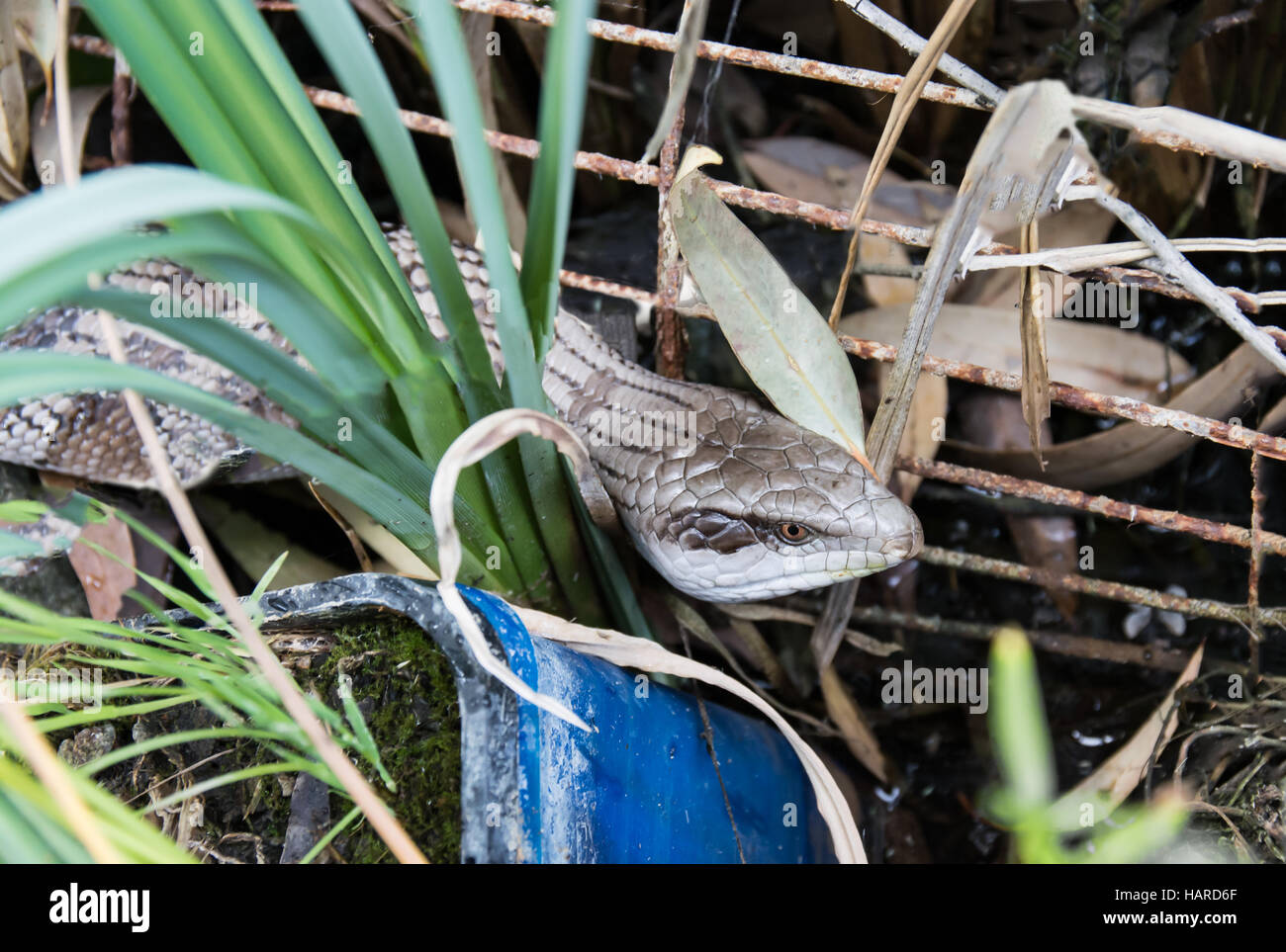 Blue Tongue Lizard Hiding in Garden Waste Stock Photo
