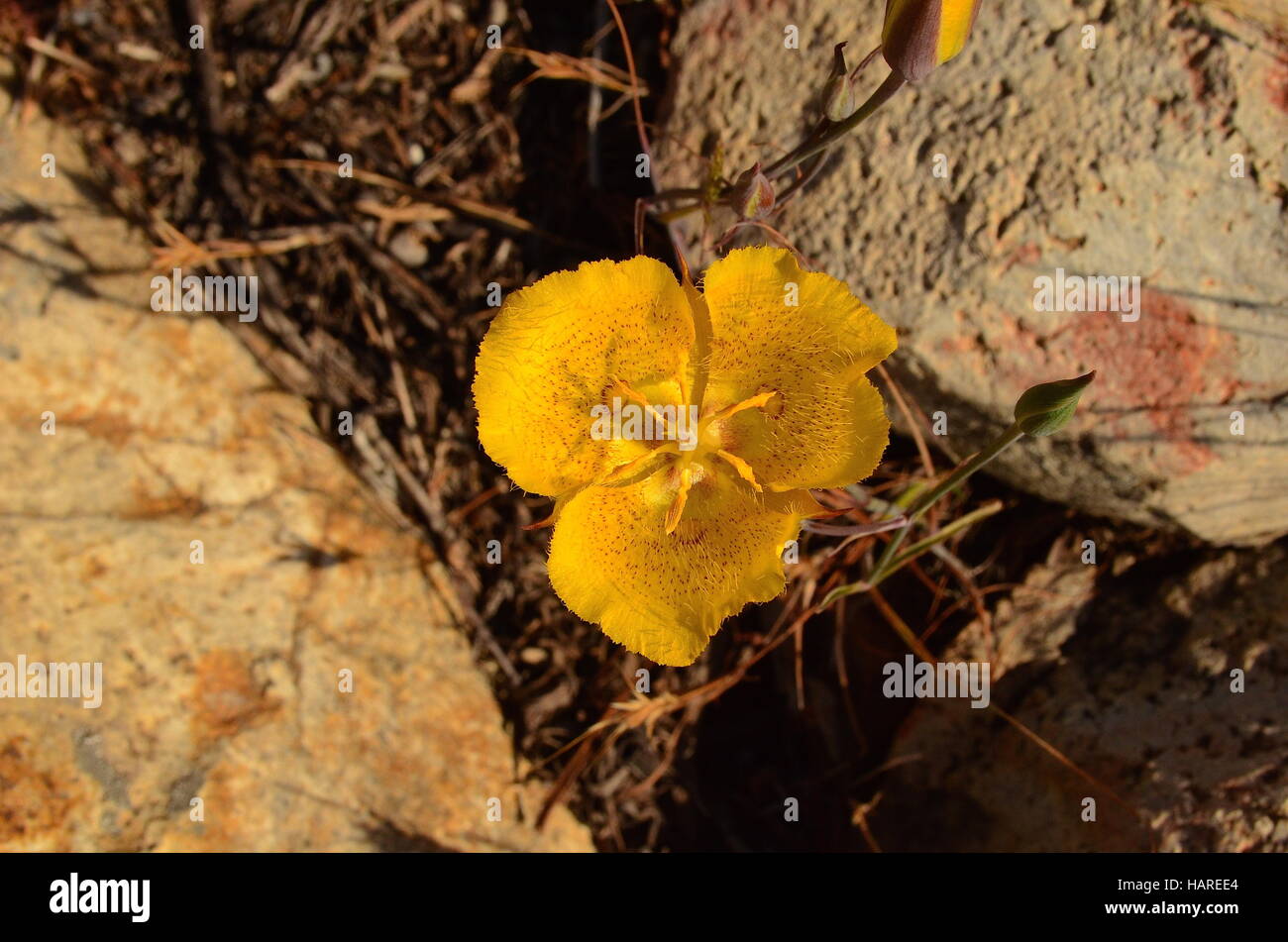 Weed's Mariposa Lily, San Diego, California Stock Photo