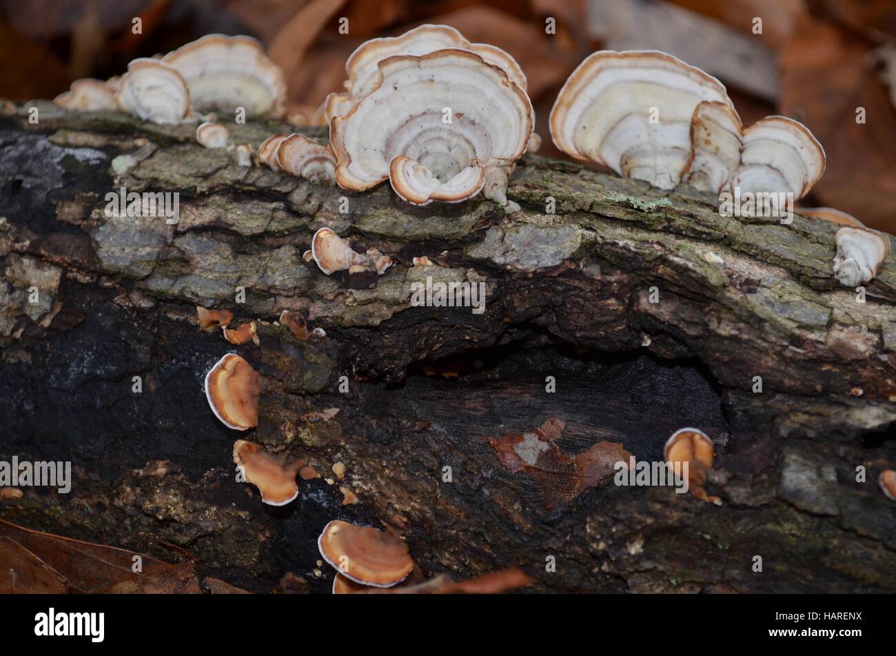 Mushrooms growing on a fallen log in a forest Stock Photo - Alamy