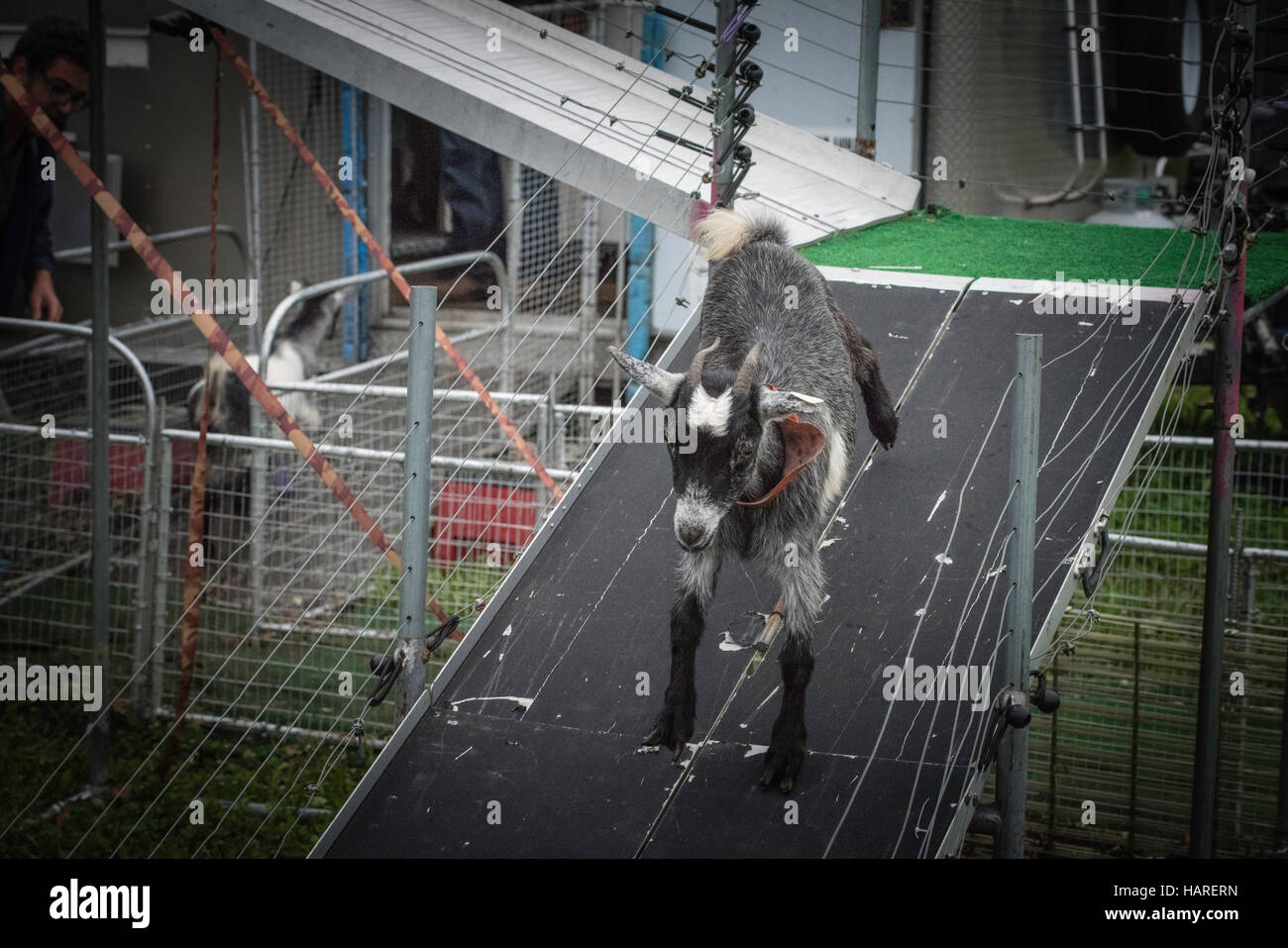 Lampeter Strasburg country fair Stock Photo Alamy