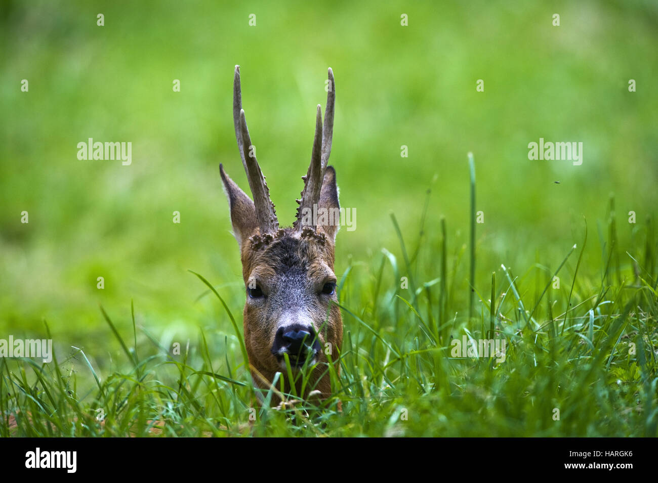 Estonia, Baltic States Stock Photo Alamy