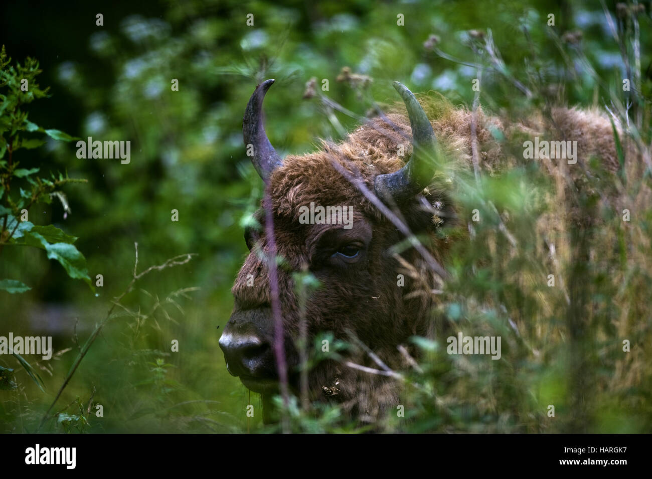Estonia, Baltic States Stock Photo Alamy
