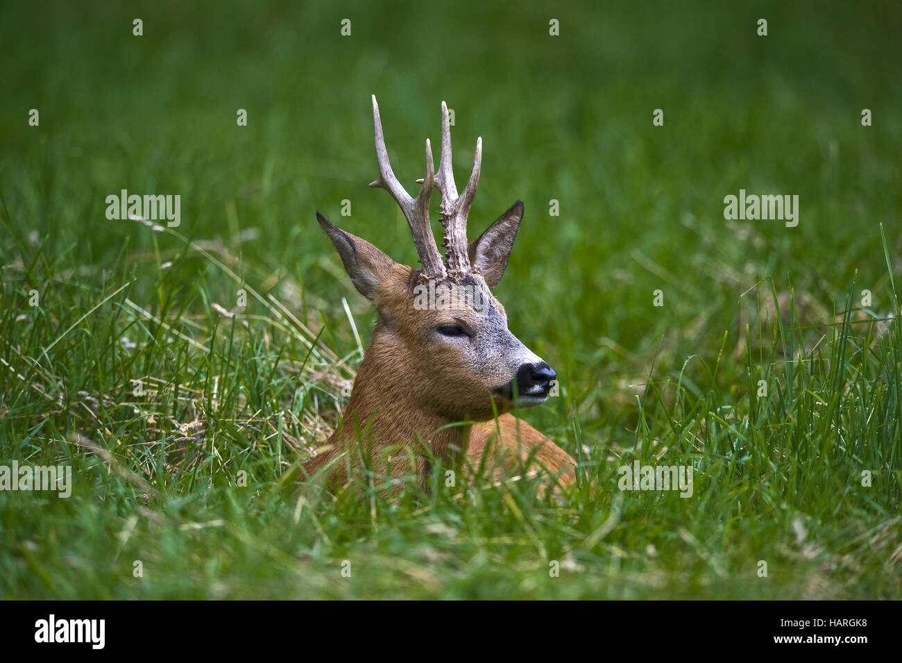 Estonia, Baltic States Stock Photo Alamy