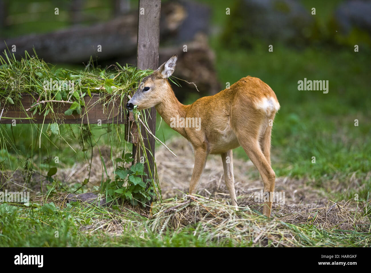 Estonia, Baltic States Stock Photo Alamy