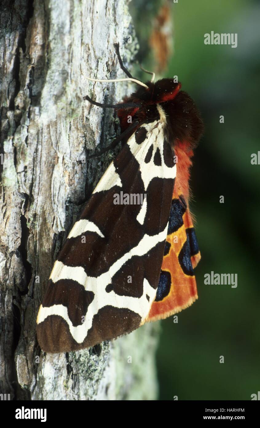 Brauner Baer, Arctia caja, Garden tiger moth Stock Photo