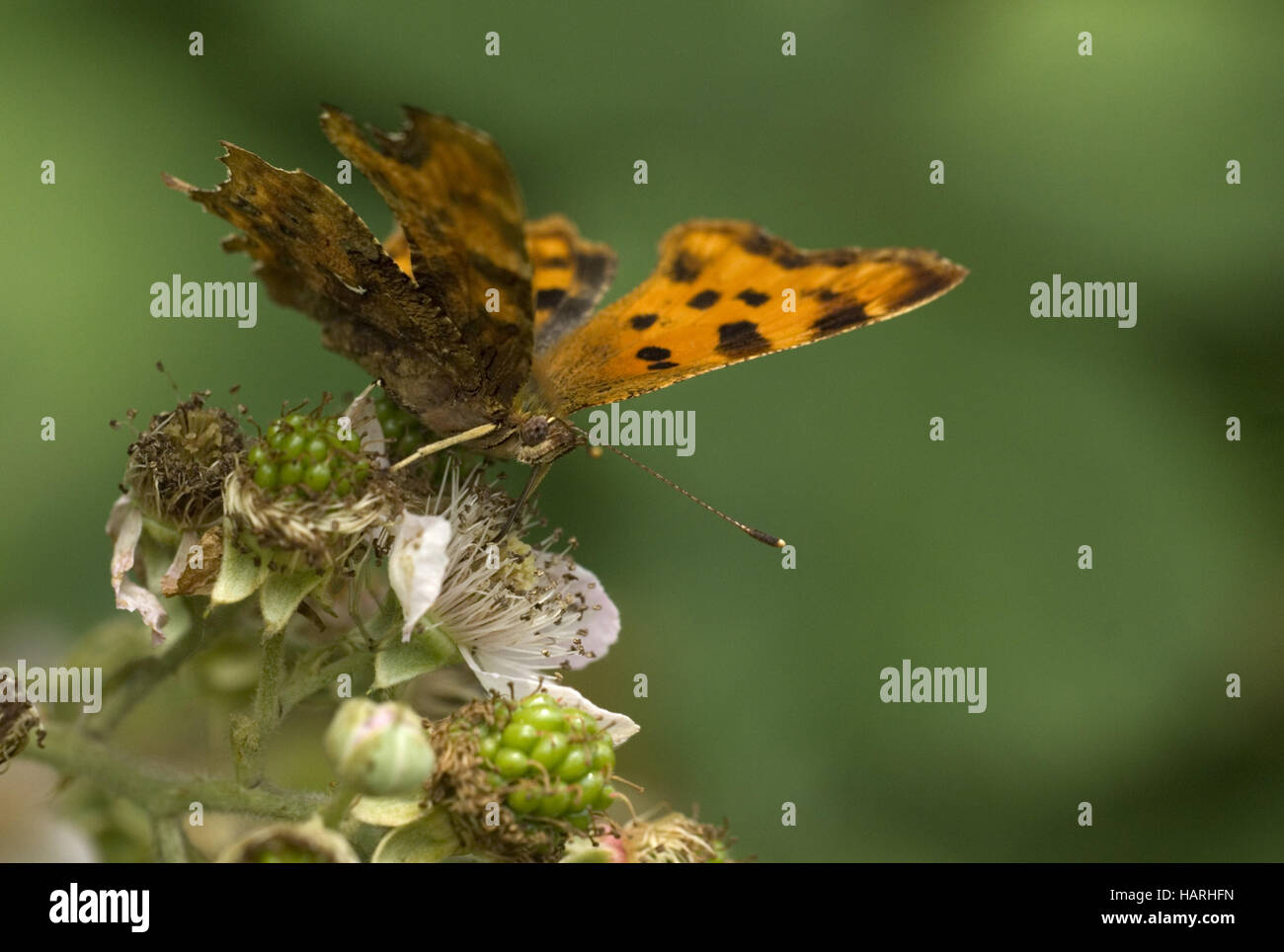 C-Falter, Polygonia c-album, comma butterfly Stock Photo