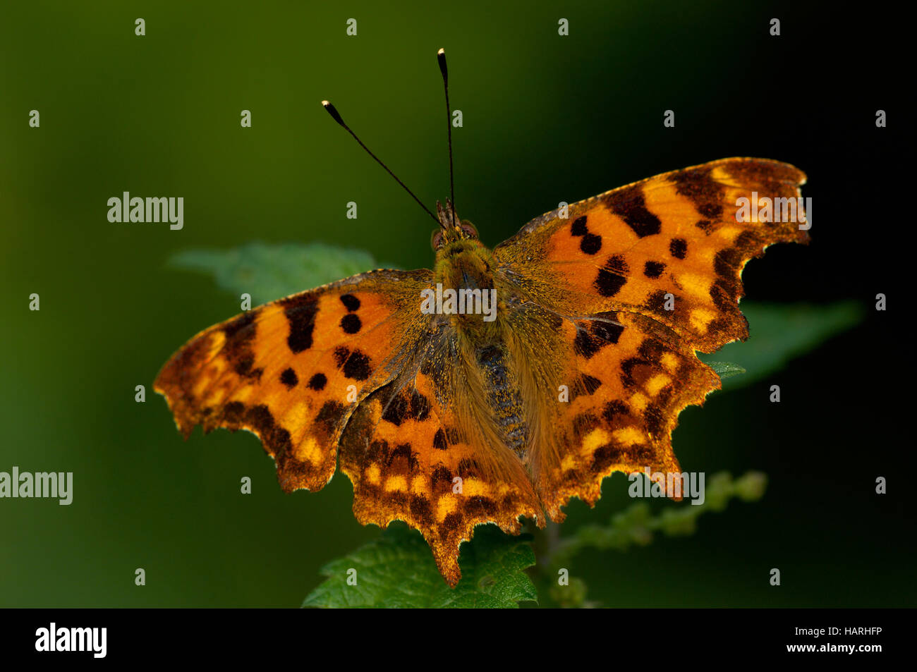 C-Falter, Polygonia c-album, comma butterfly Stock Photo